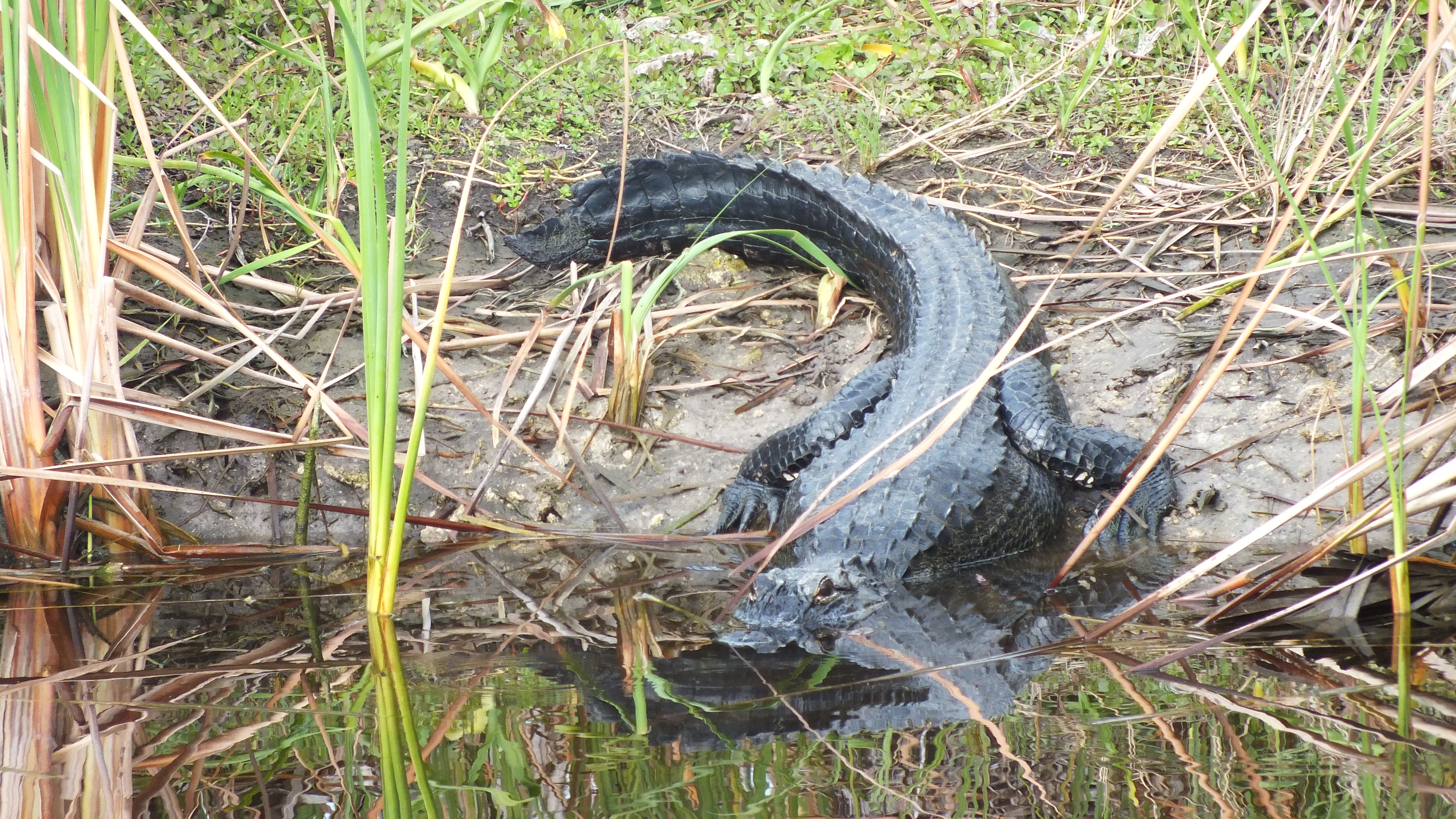 Everglades