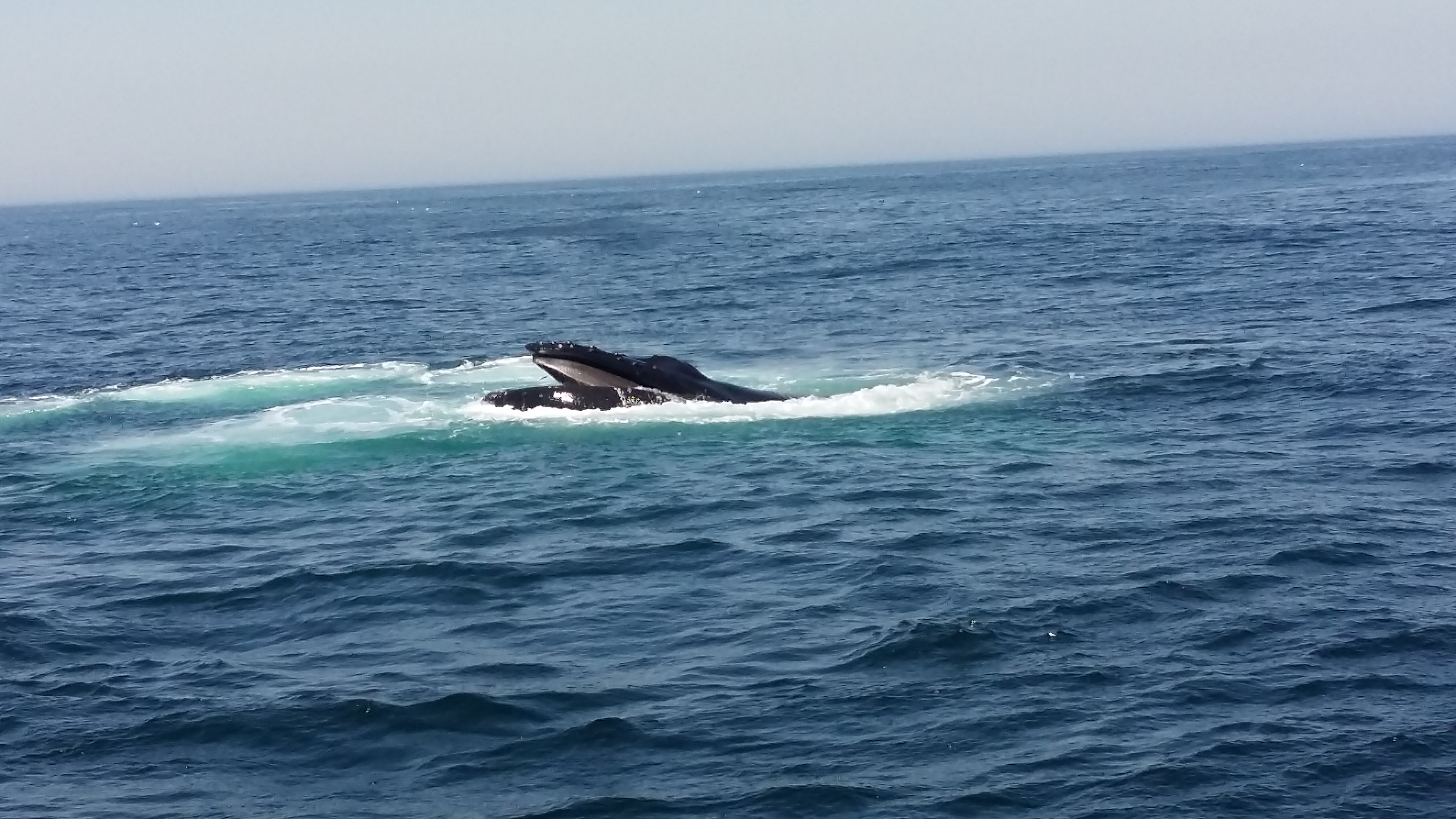 Whale Watch a Cape Cod