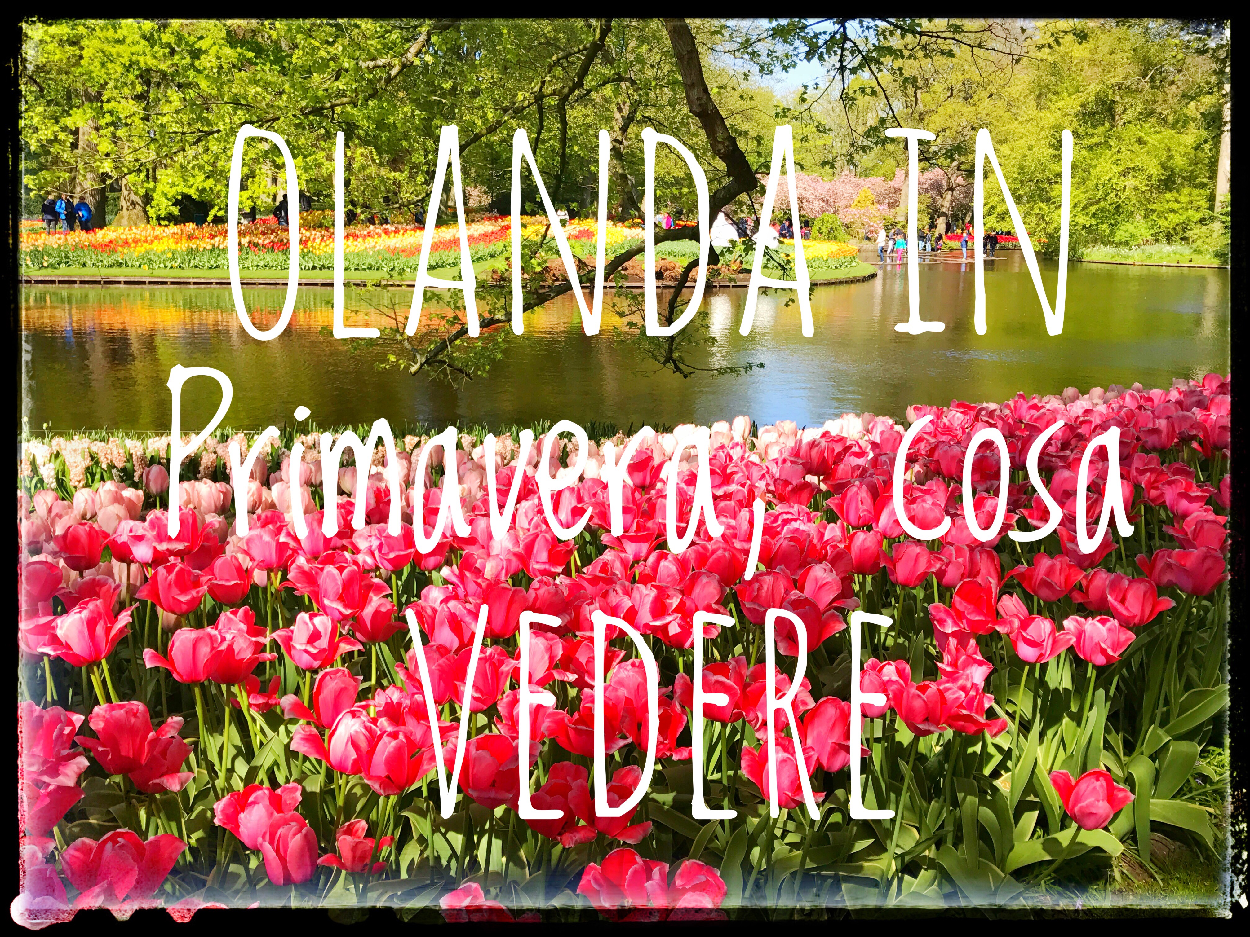 Olanda in primavera